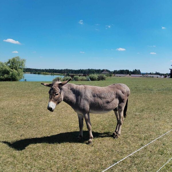 Išvyka į Royal Horse Resort.